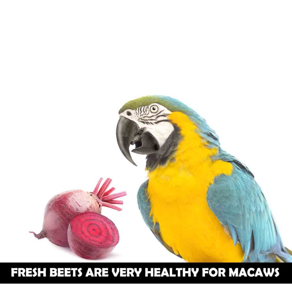 Beets for macaw