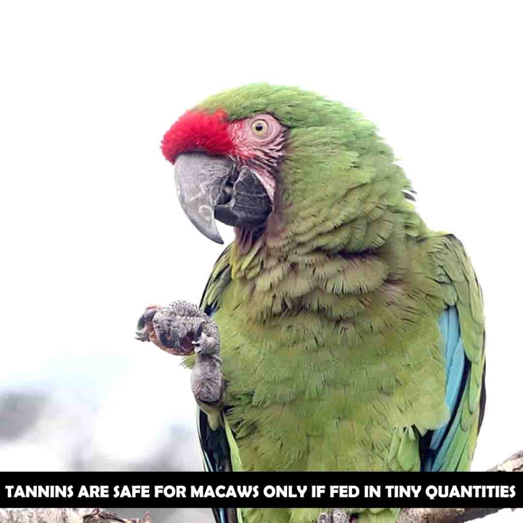 Benefits of tannins for macaw