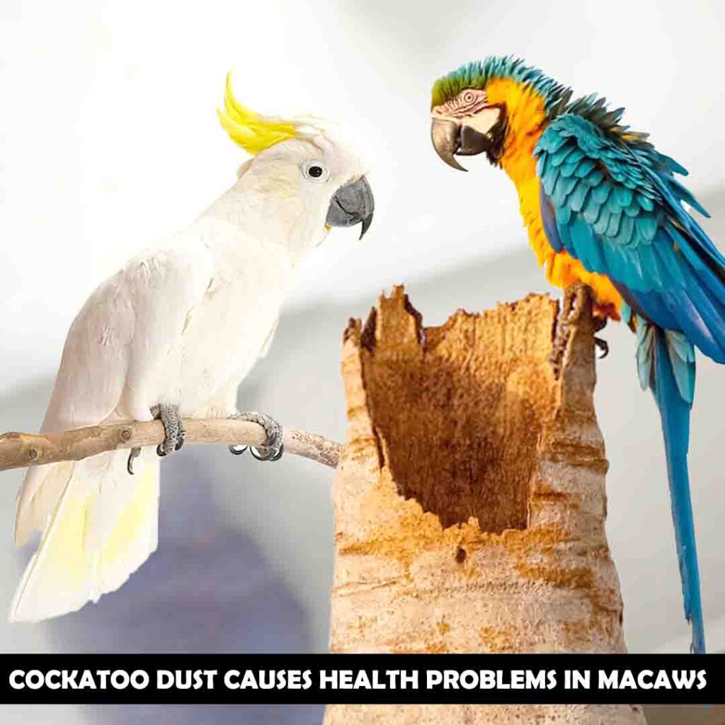 Blockage of air passage in macaws