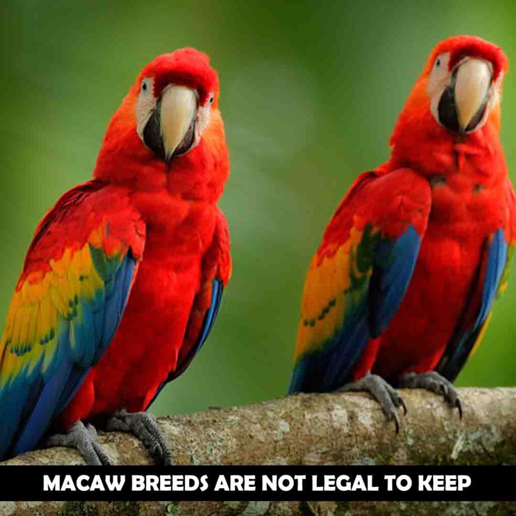 Breeds species of macaws