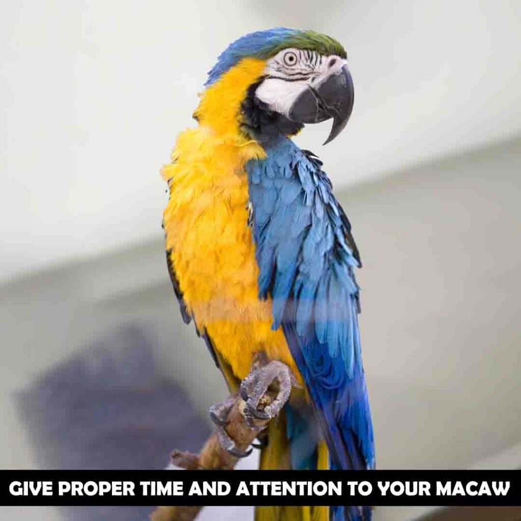 Care Of Captive Macaws To Keep Them Active
