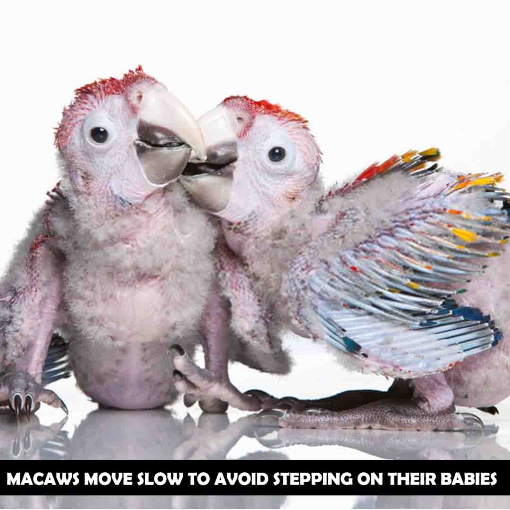 Chicks of macaws