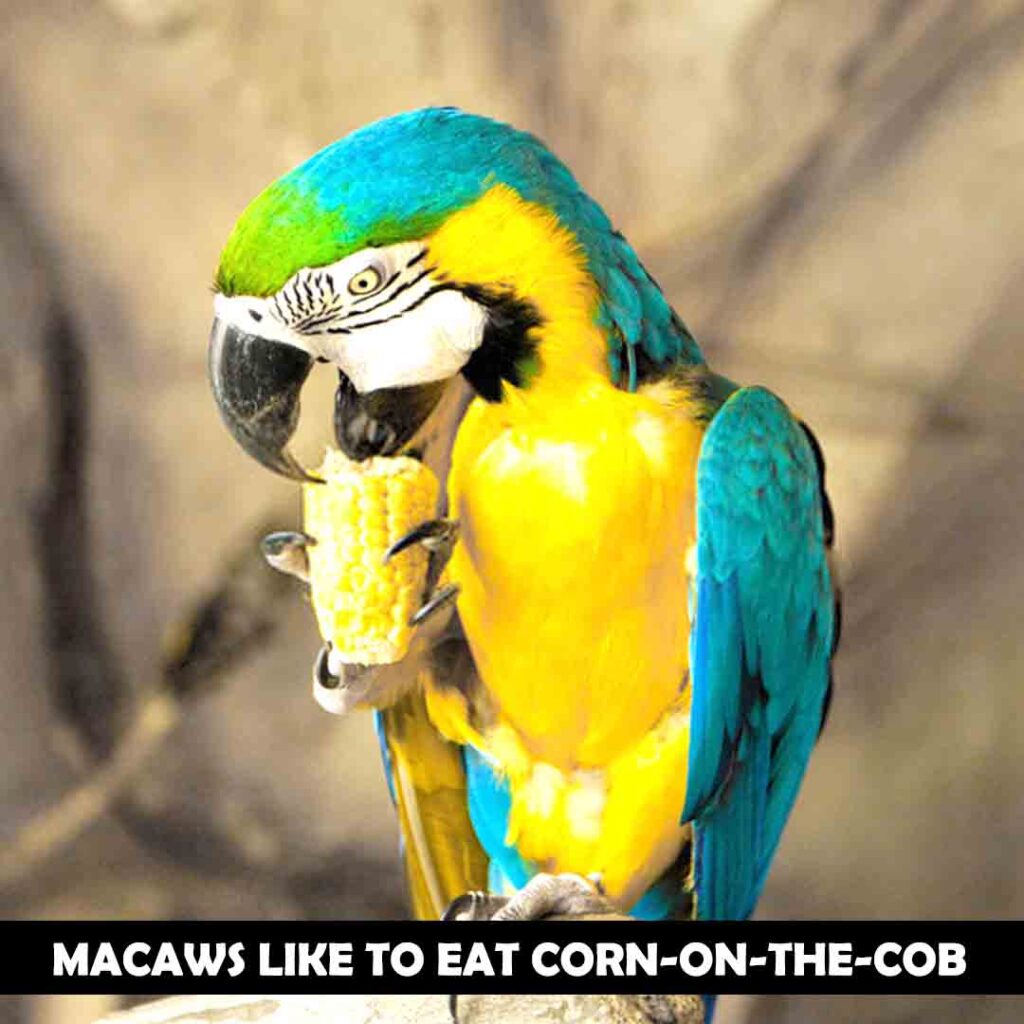 Corn-on-the-cob for macaw