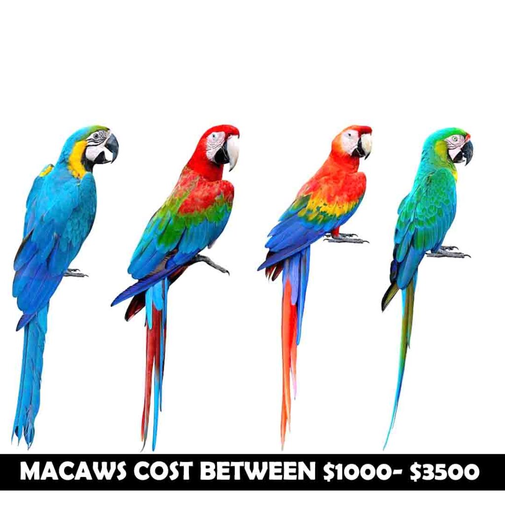 Cost Of Different Macaws
