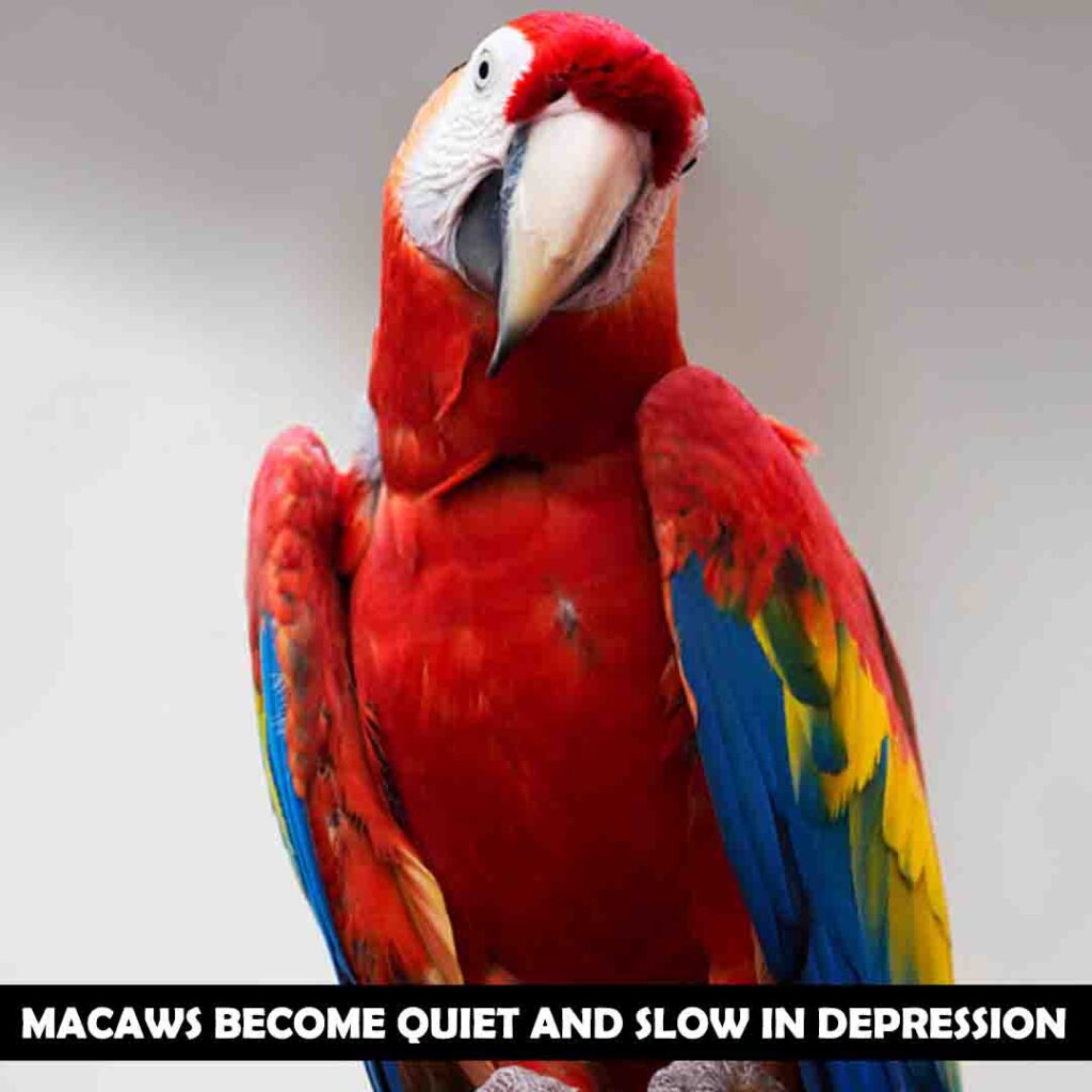 Depressed macaws