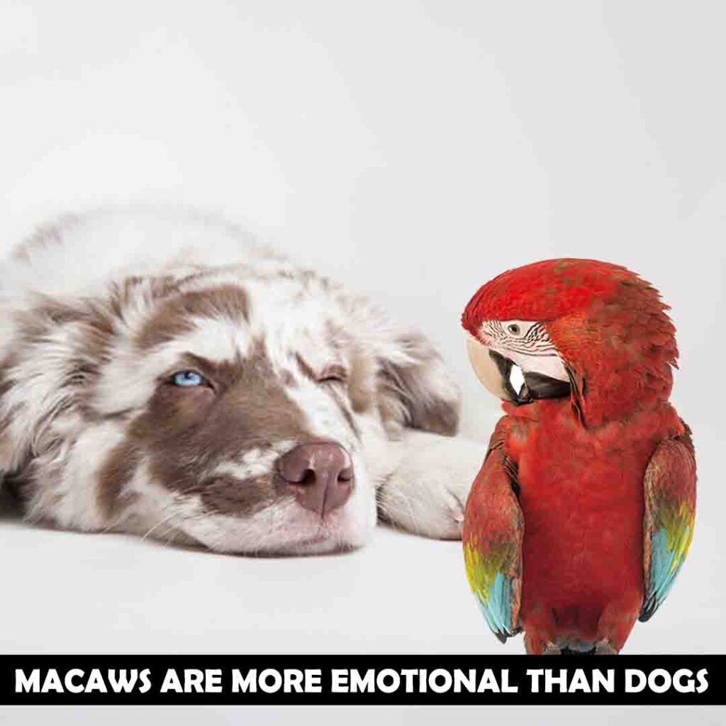 Emotional sense of macaws & dogs