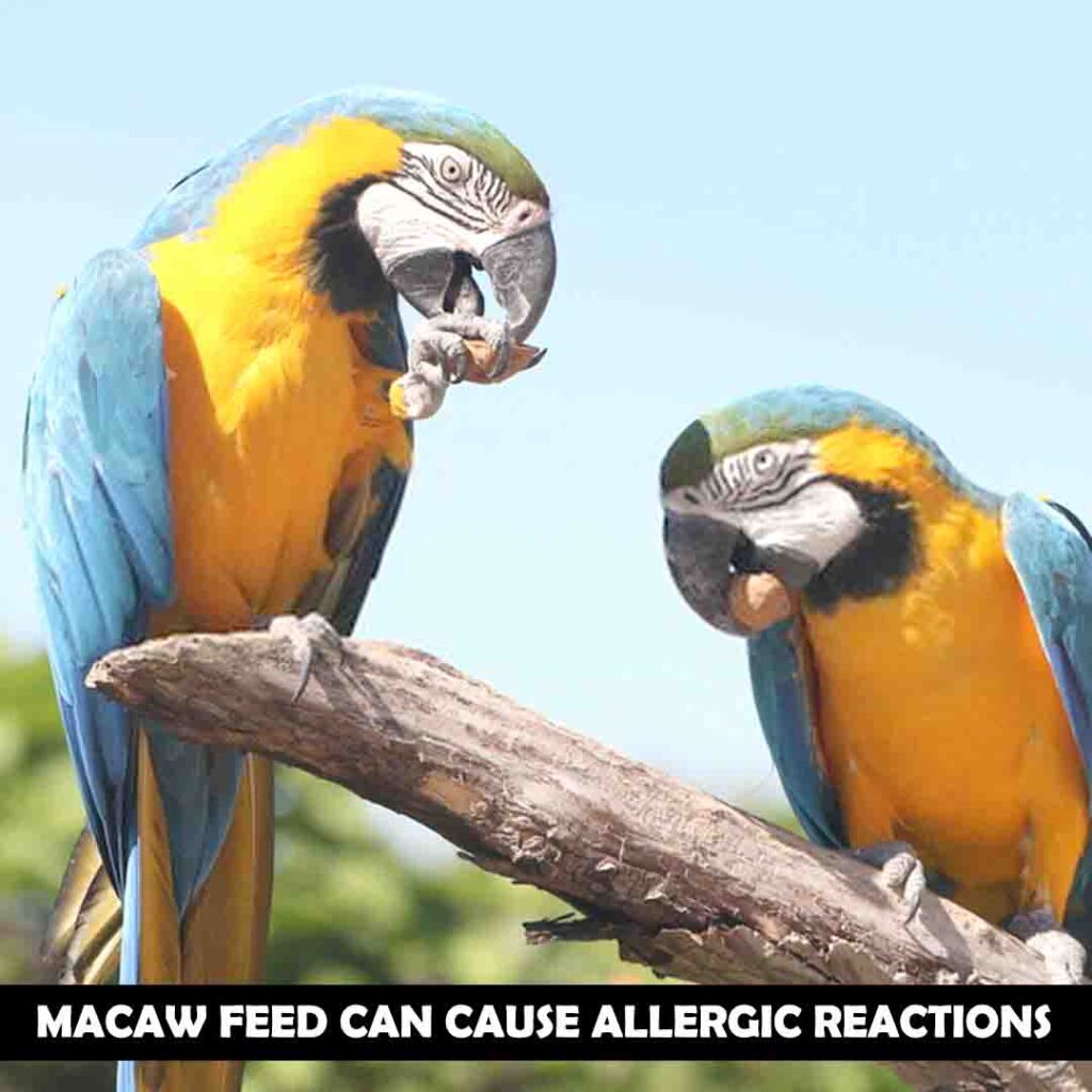 Feed type of macaw