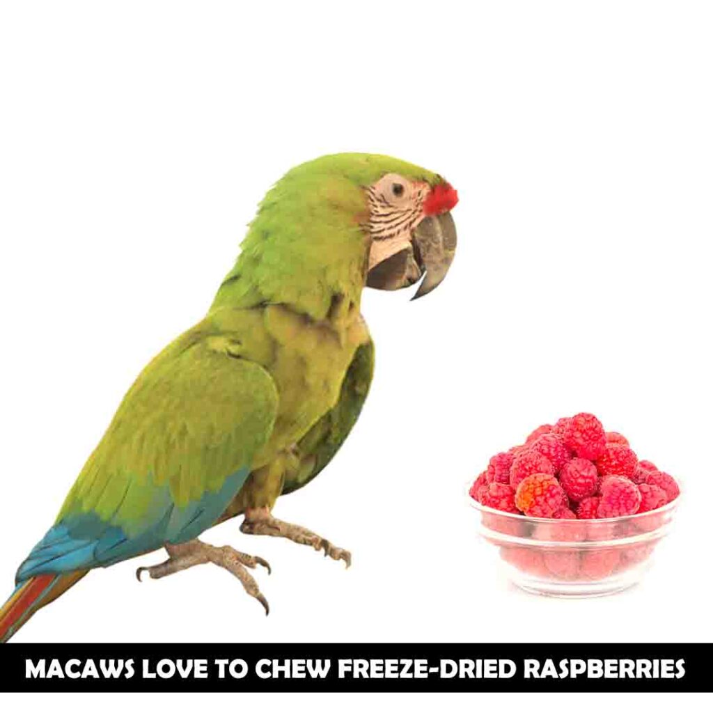 Freeze-dried raspberries for macaws