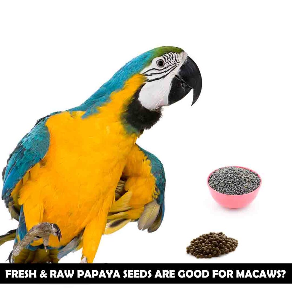 Fresh or raw seeds for macaws