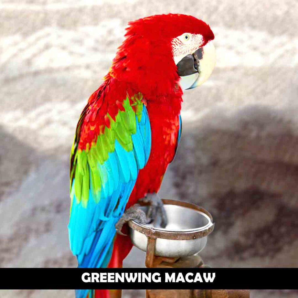 Greenwing macaws