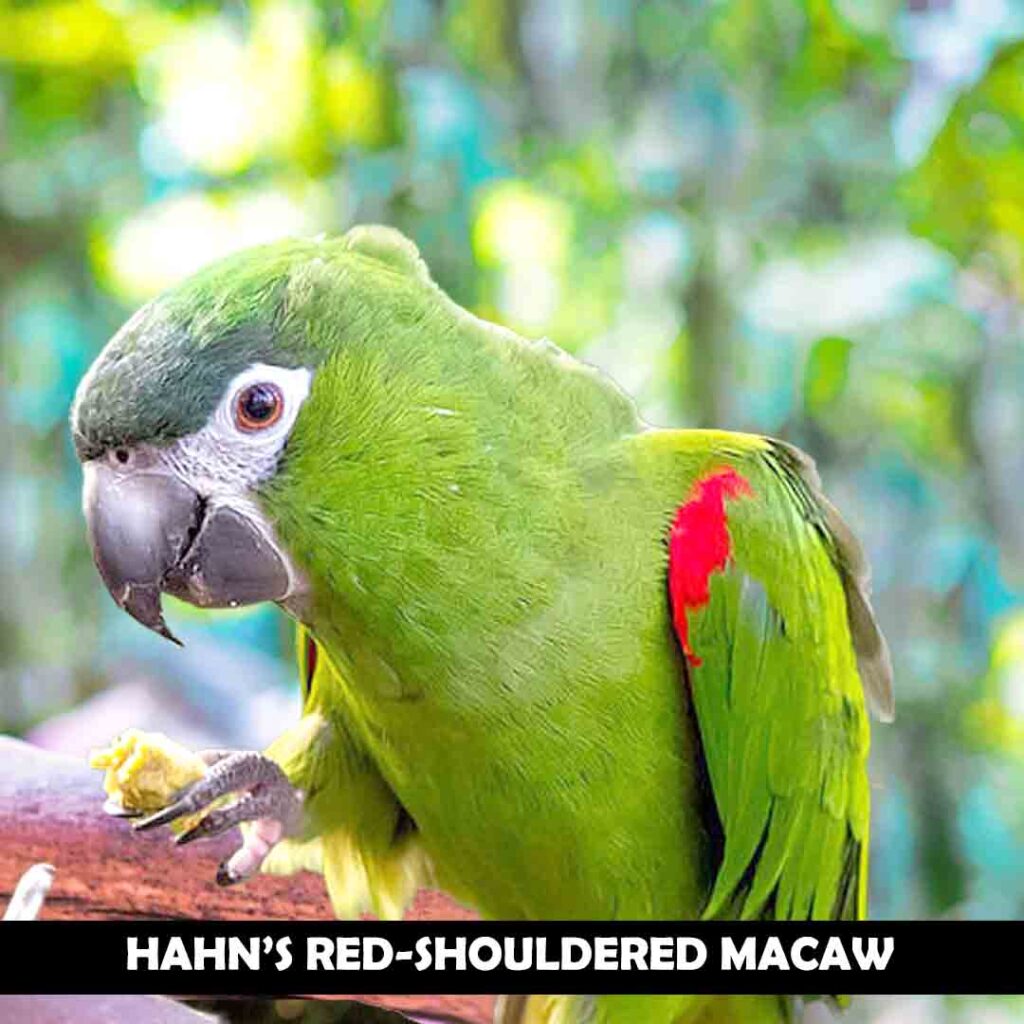 Hahn’s Red-shouldered macaw