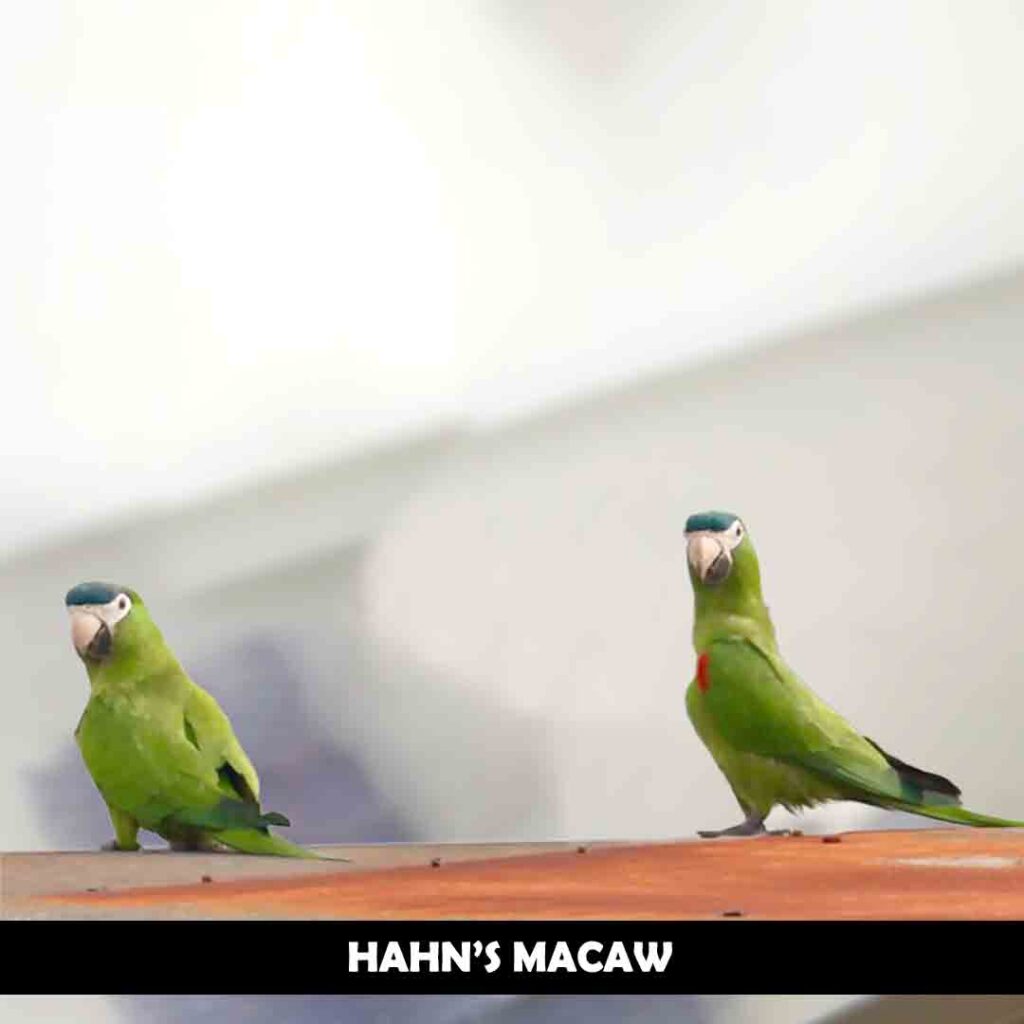 Hahn’s macaw