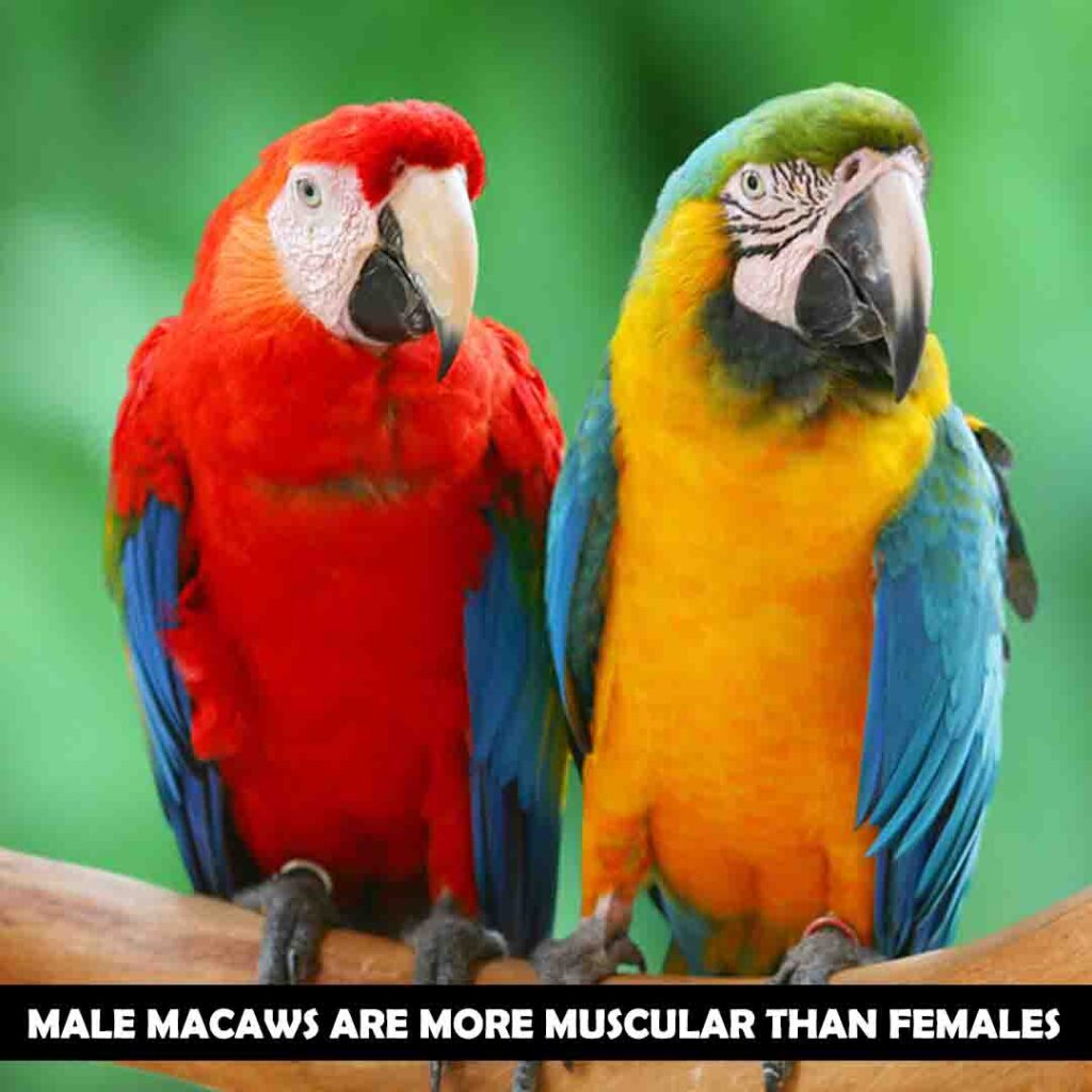 Heads are bigger in macaws