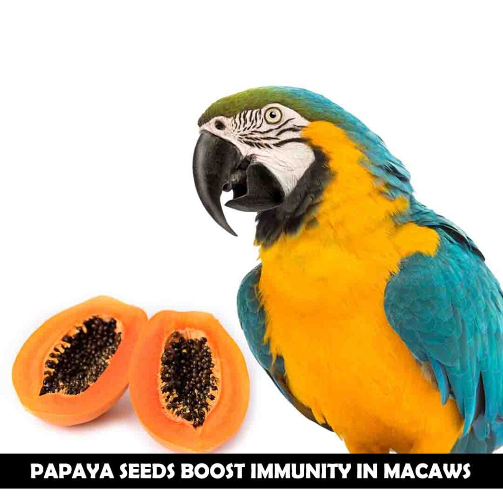 Health benefits of papaya seeds for macaws