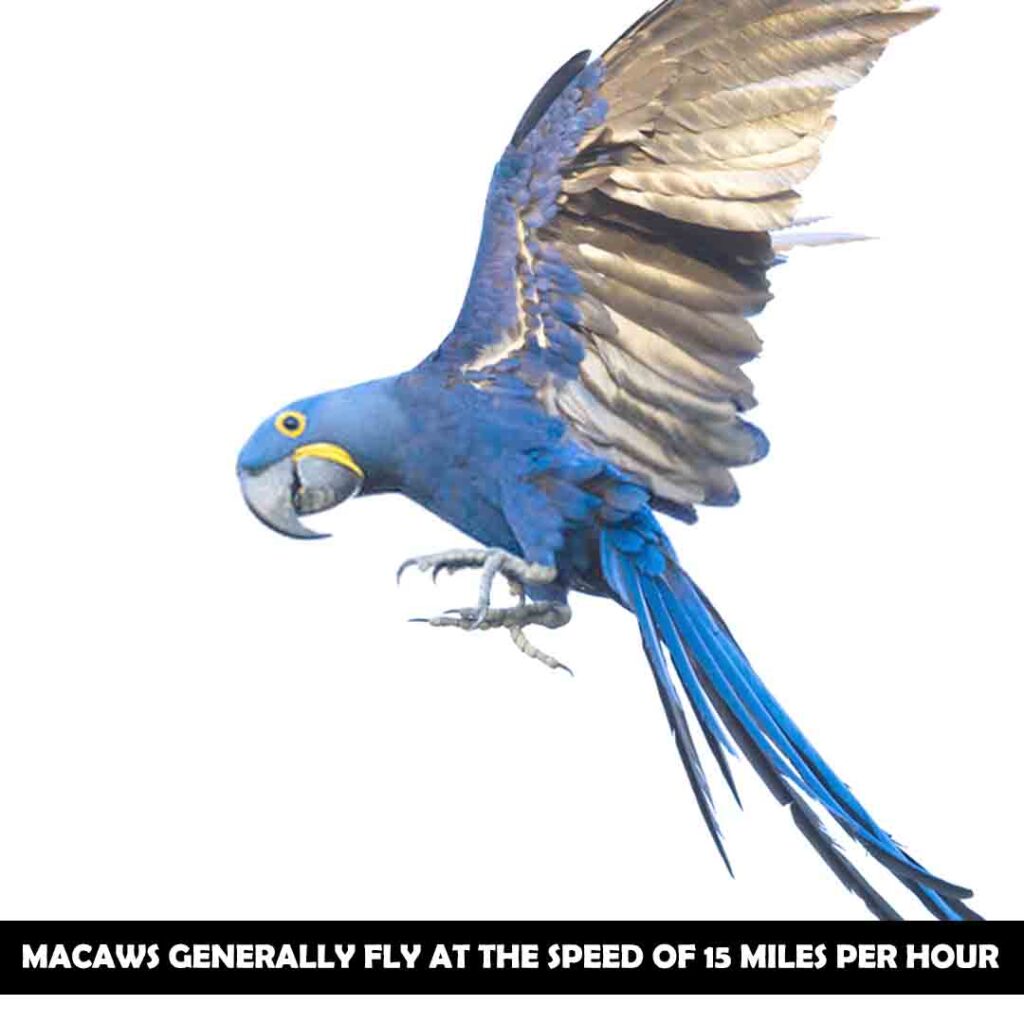 How Fast Does A Blue Macaw Fly