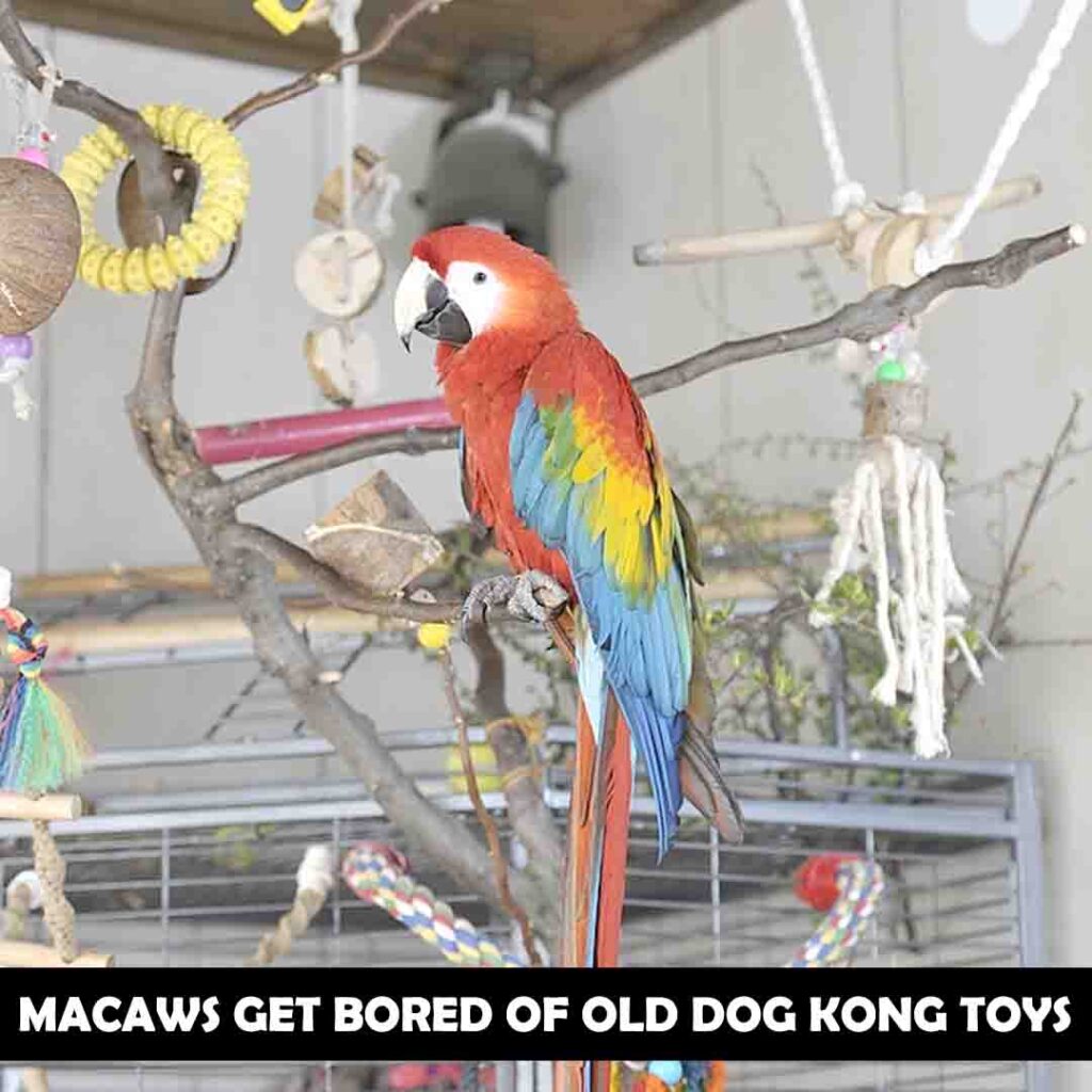How Often Can You Replace The Dog Kong Toys for macaws