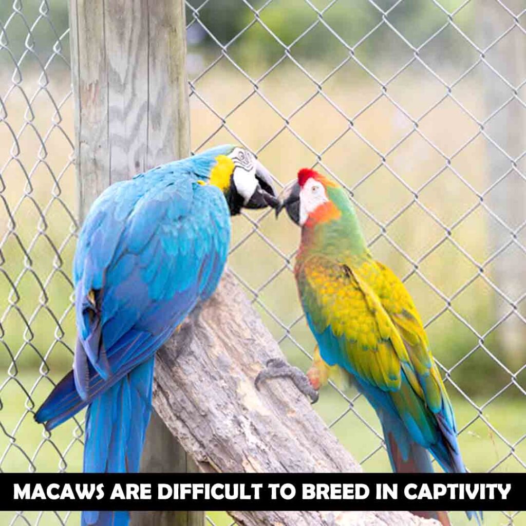 How To Breed A Macaw In Captivity