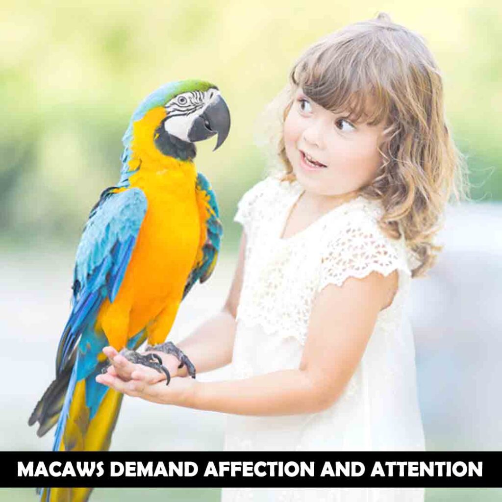 How To Look After Your Macaws