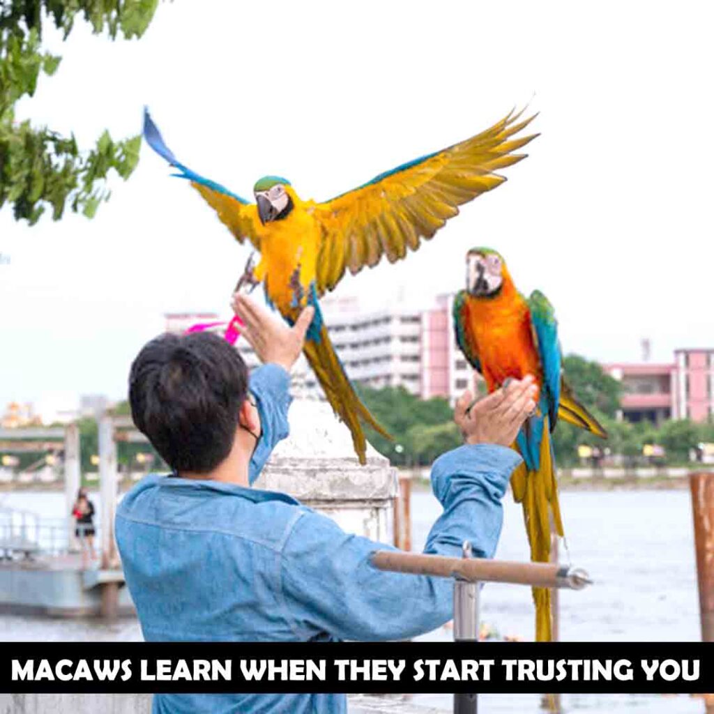How To Train Your Macaw To Talk