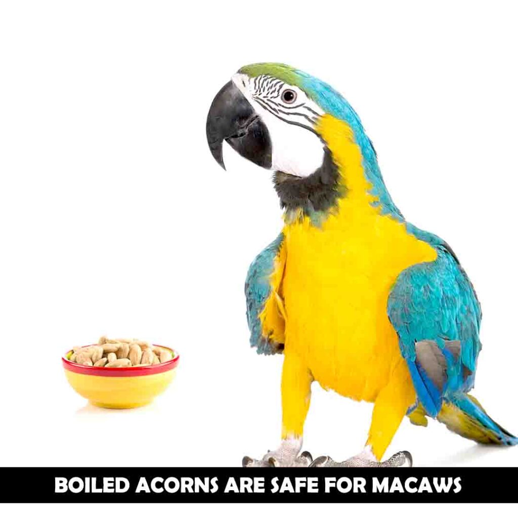 How do you cook acorns to make it safe for macaws