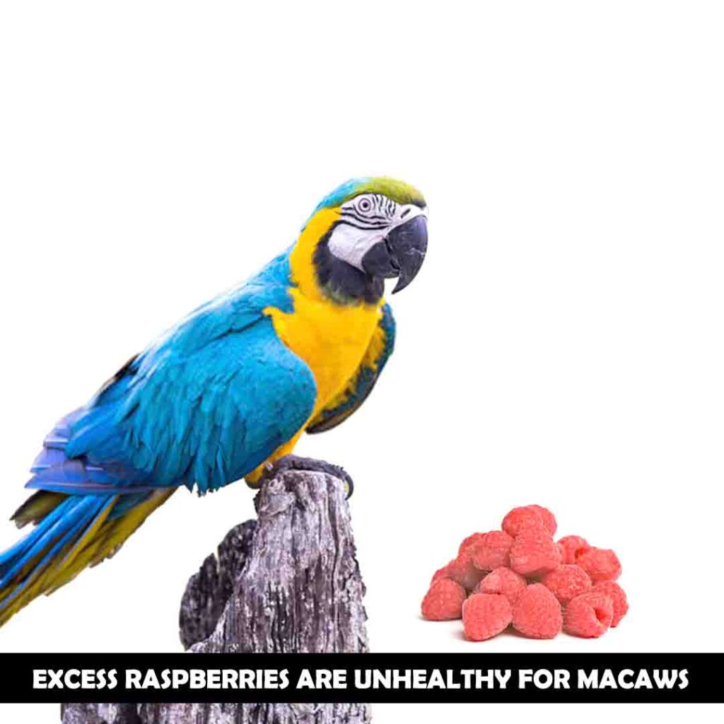 How many raspberries should be given to macaws