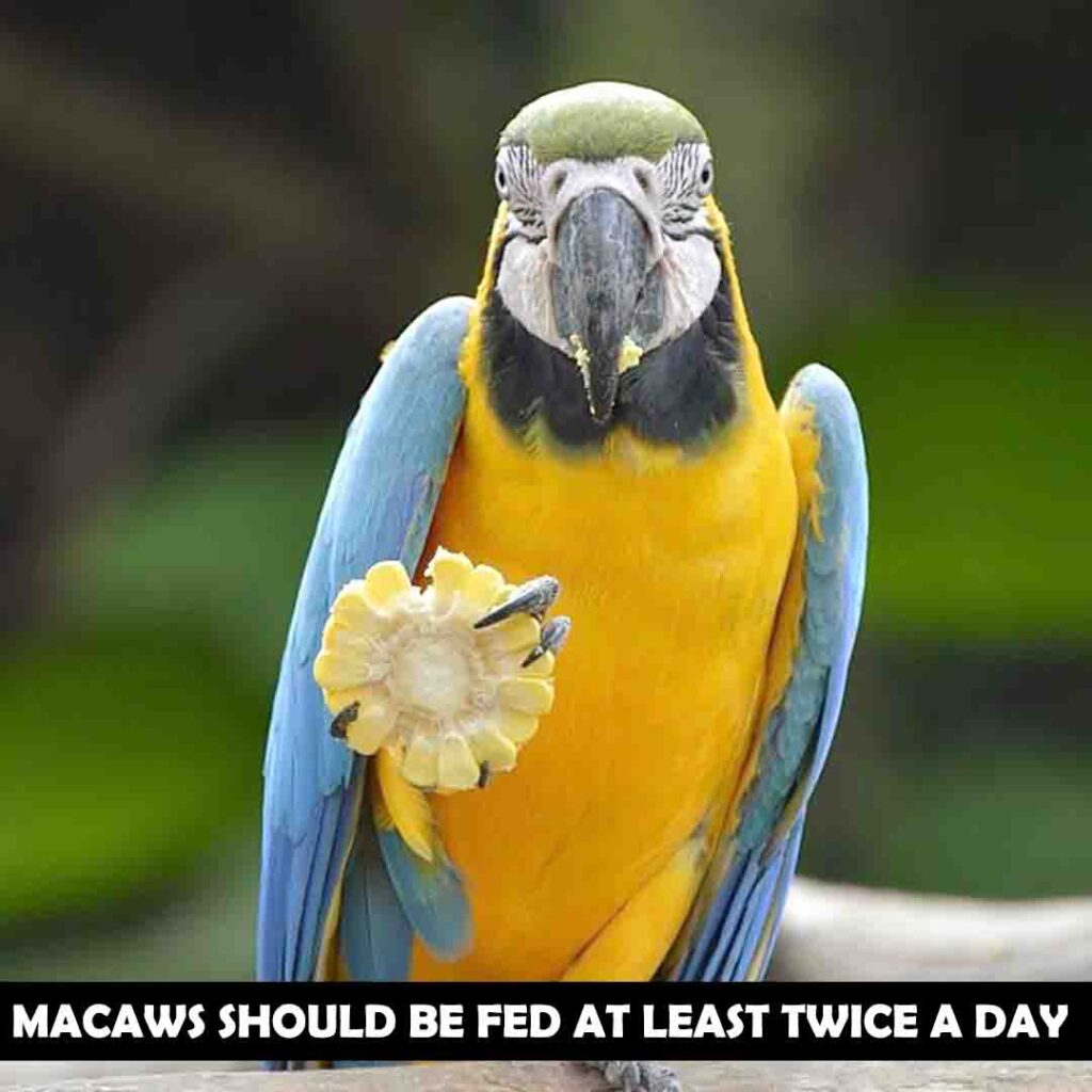 How Much Should a Macaw Eat Daily 