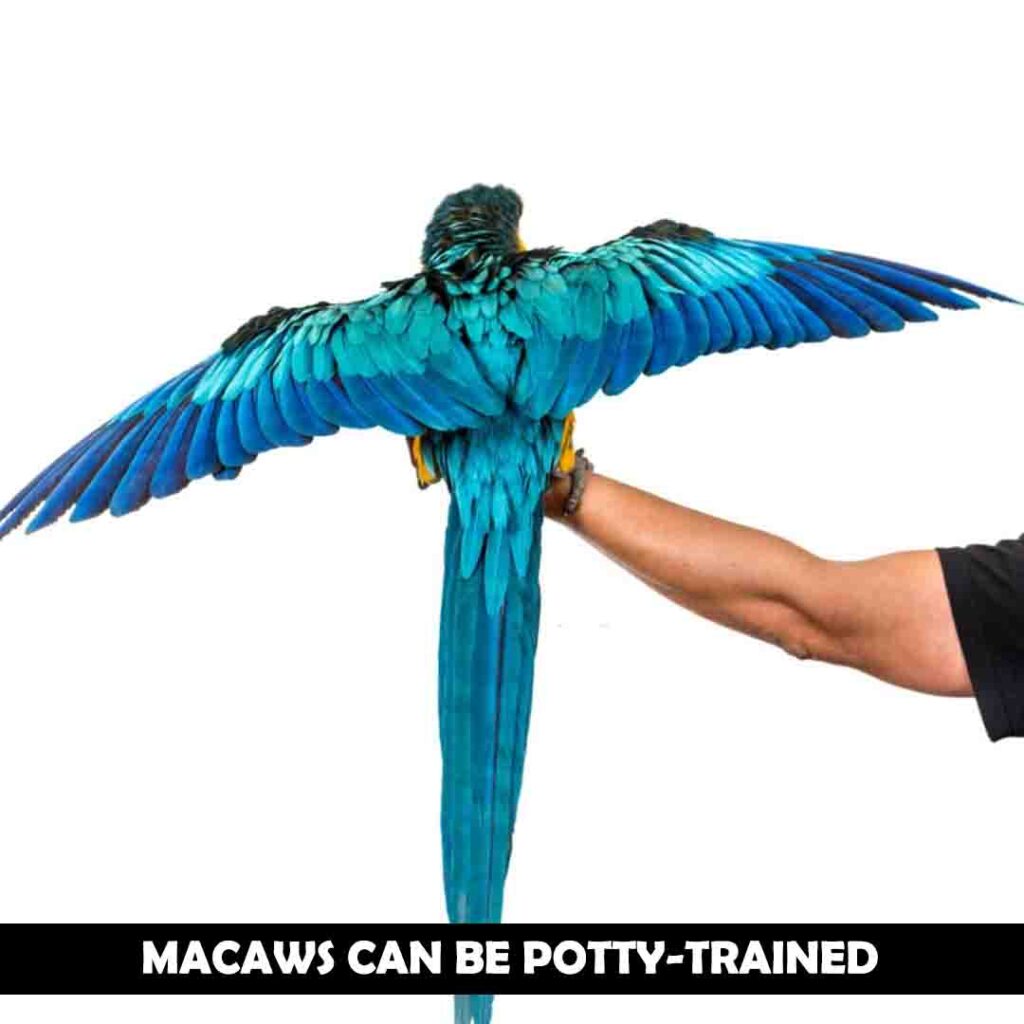 How to potty train a macaw