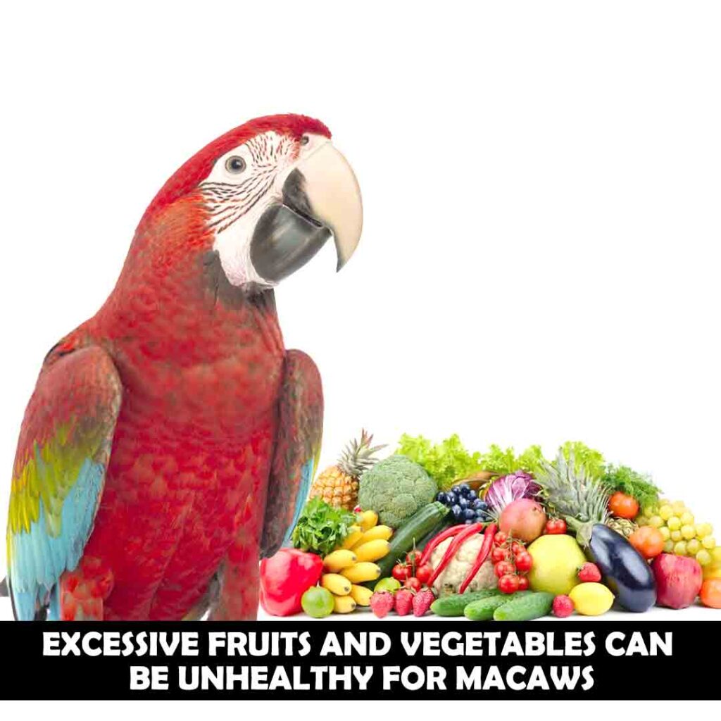 How would you offer fruits and vegetables to your macaw