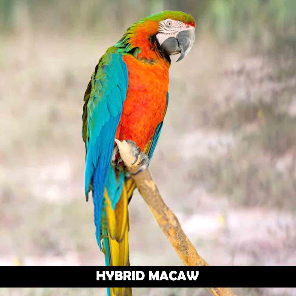 Hybrid macaws