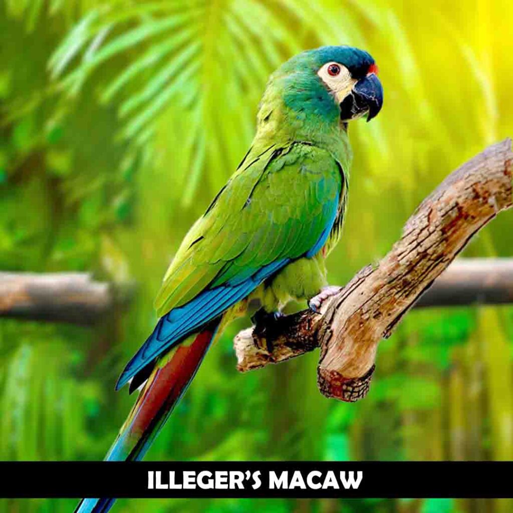 Illeger’s macaw