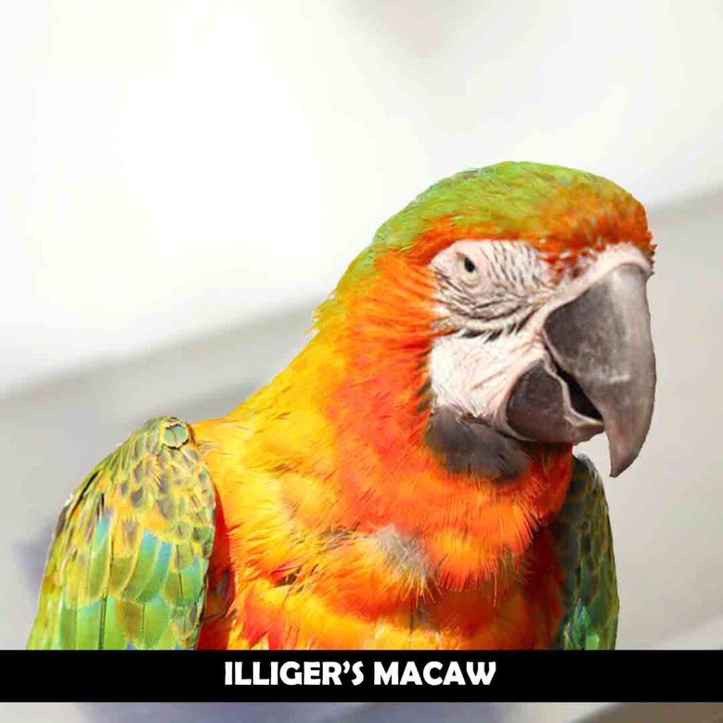 Illiger’s macaw