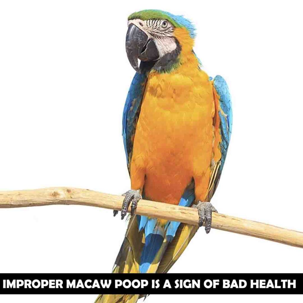 Is the macaw’s poop smelly