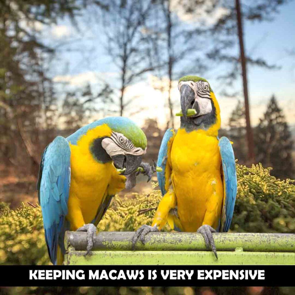 Keeping macaws is very expensive