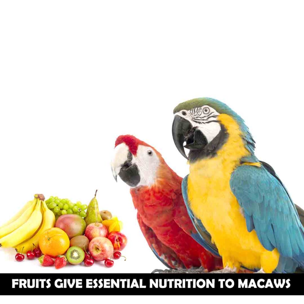 Kiwi for macaw