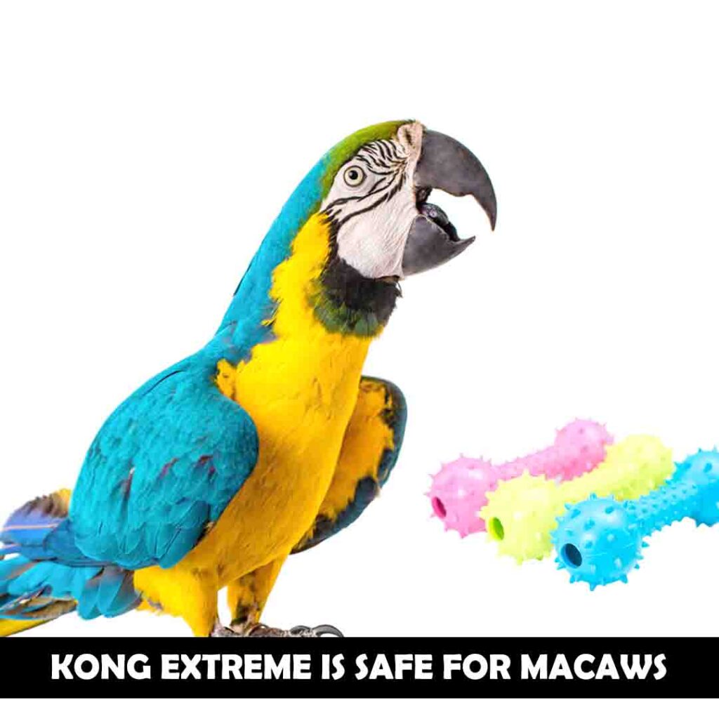 Kong Extreme for macaws
