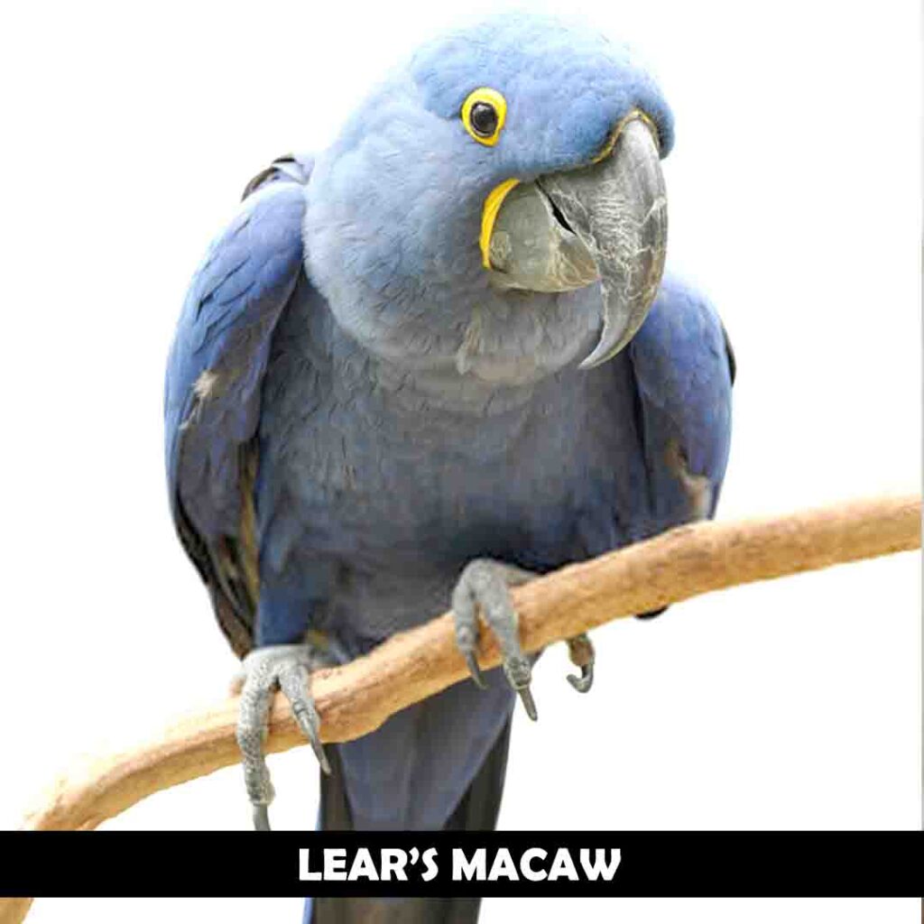 Lears macaw
