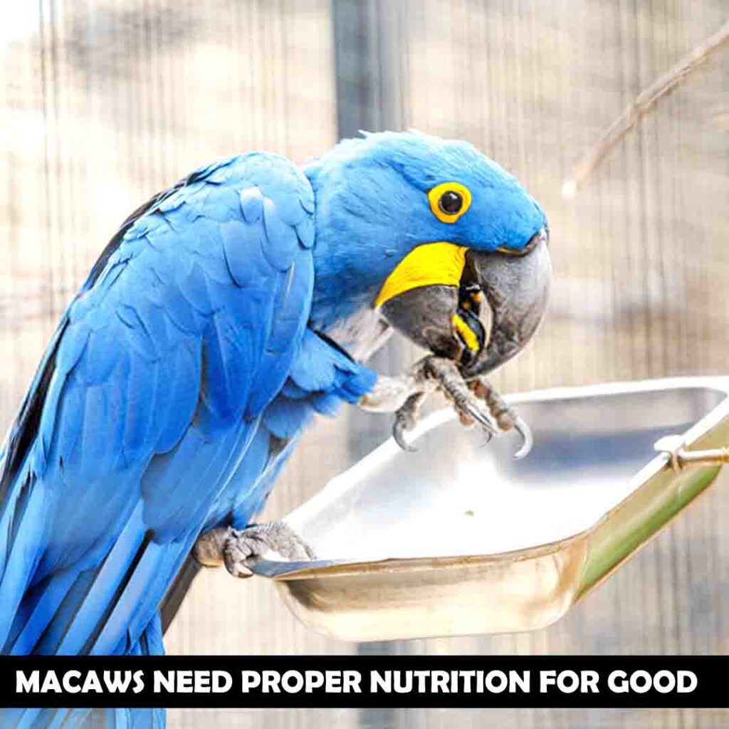 Macaw need proper nutrition