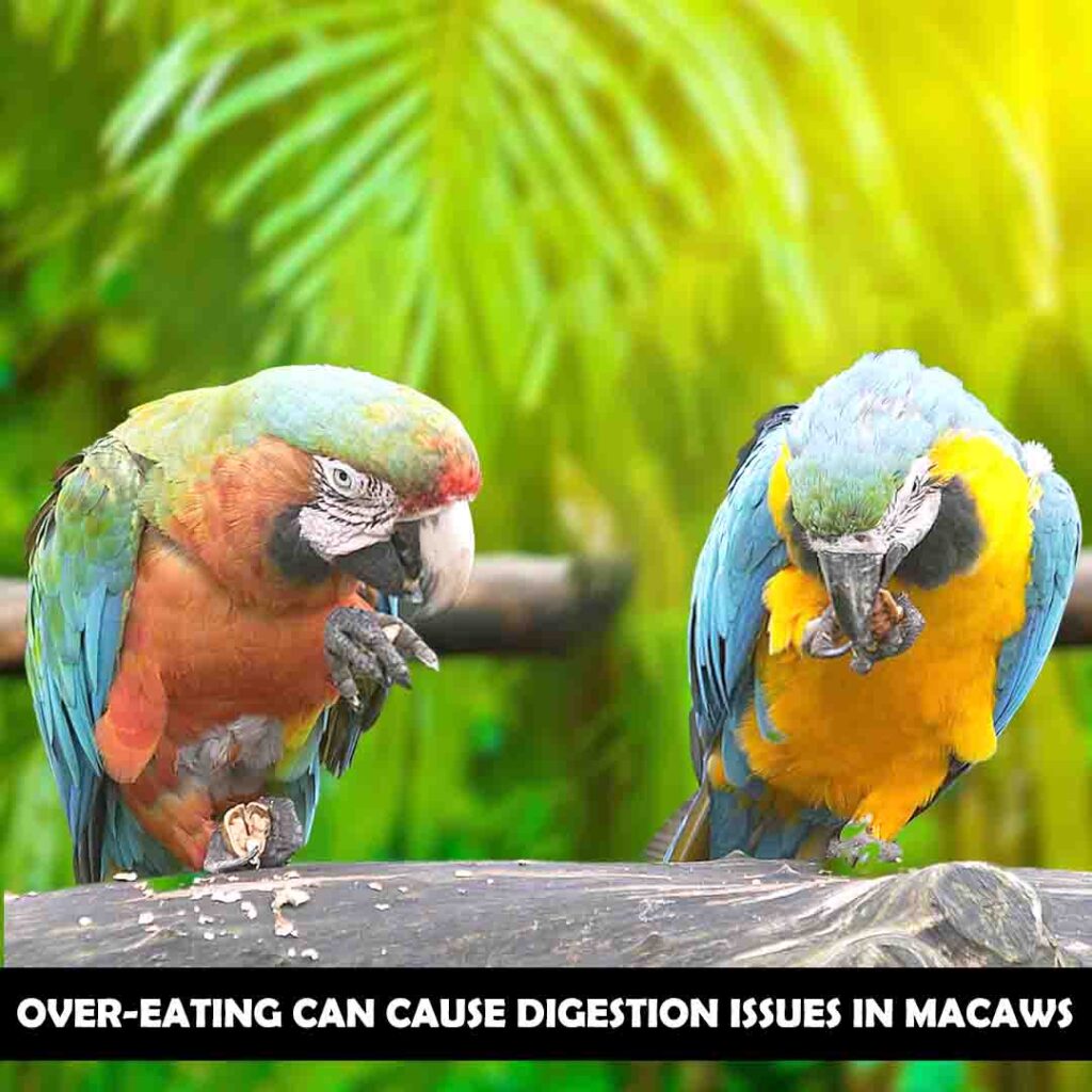 Macaw overeats