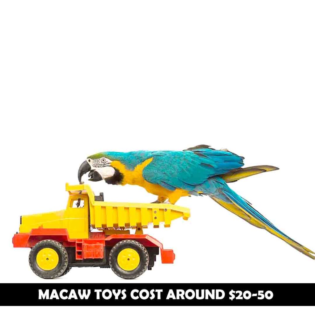 Macaw toys cost