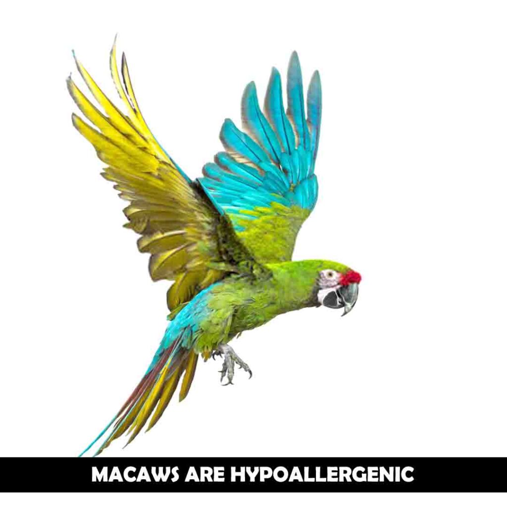 Macaws are hypoallergenic
