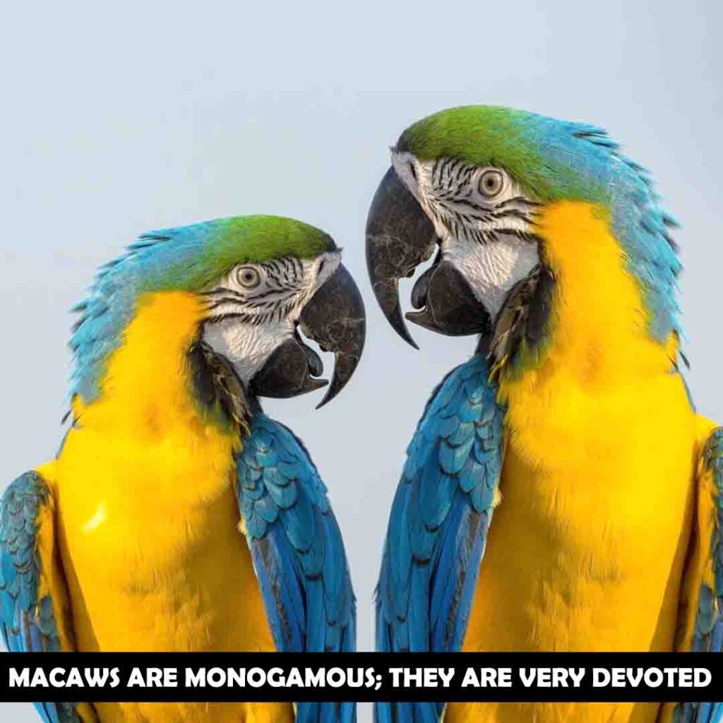 Macaws are monogamous