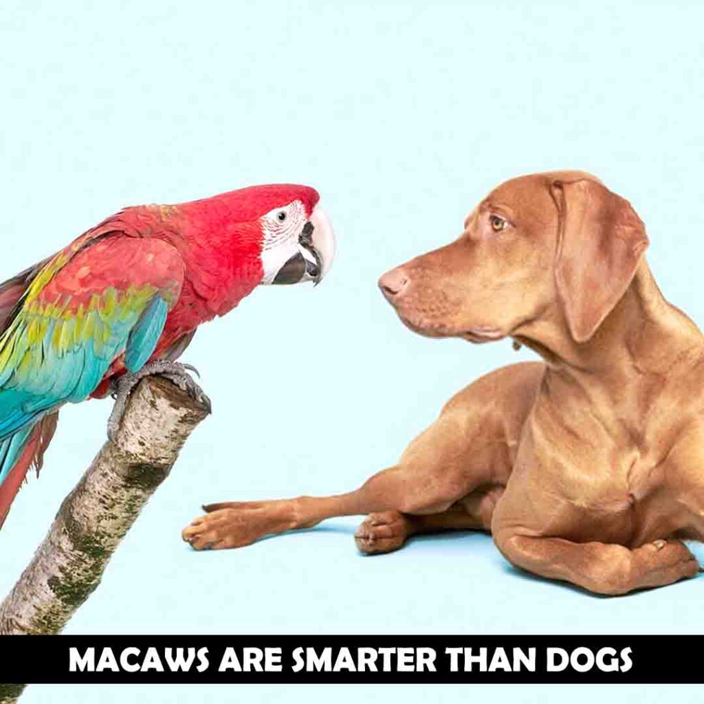 Macaws are smarter than dogs
