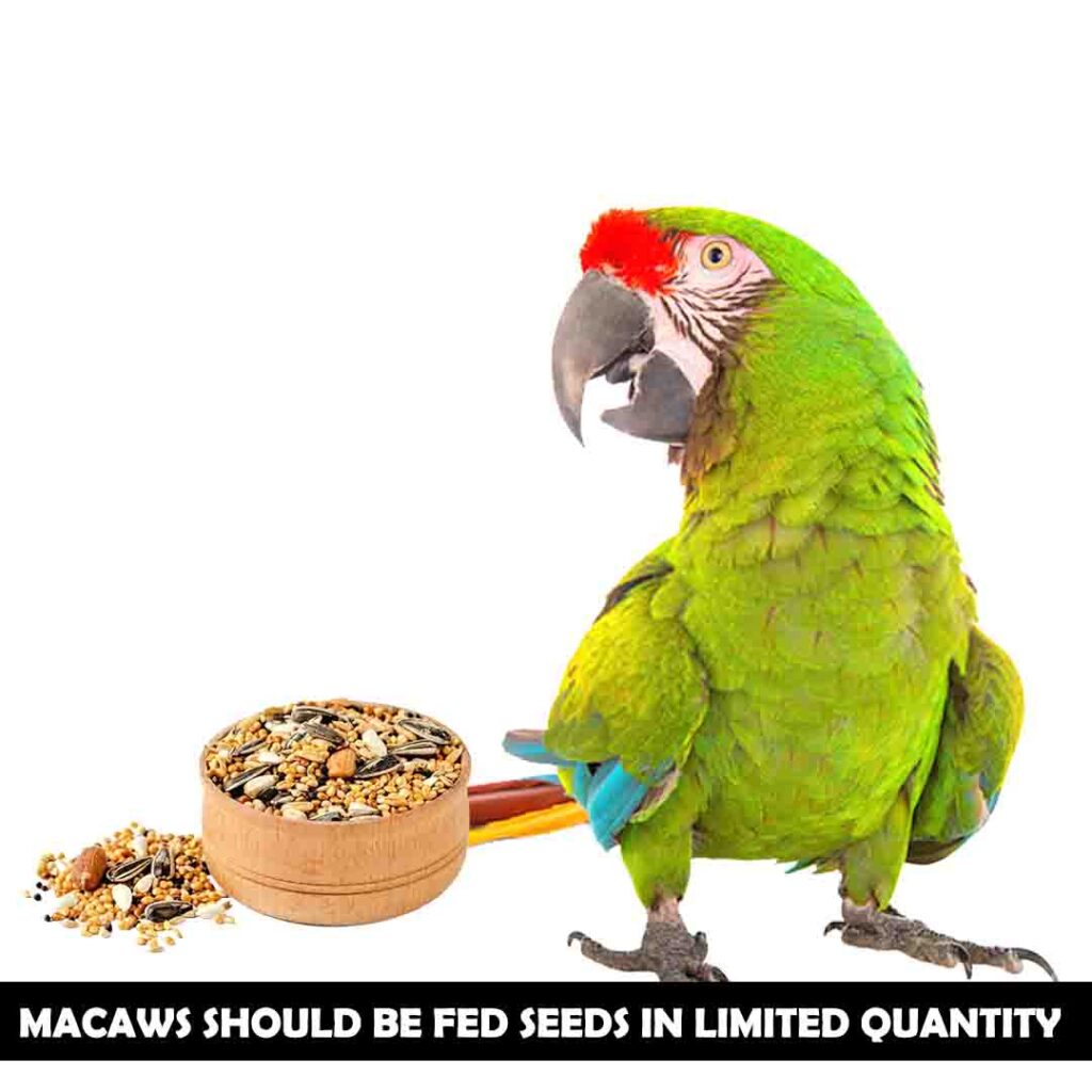 Macaws should fed seeds