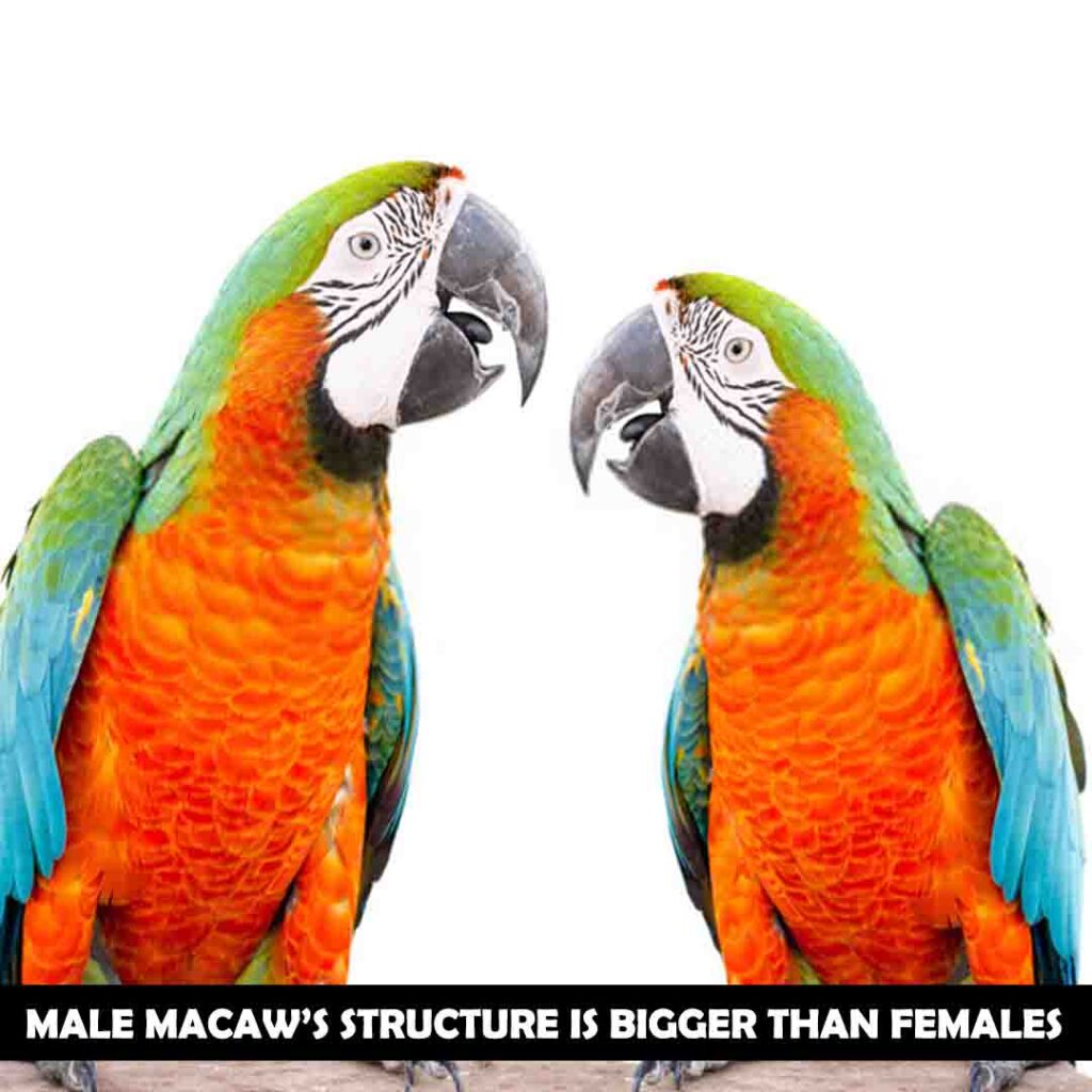 Males Macaws Are Bigger Than Female Macaws