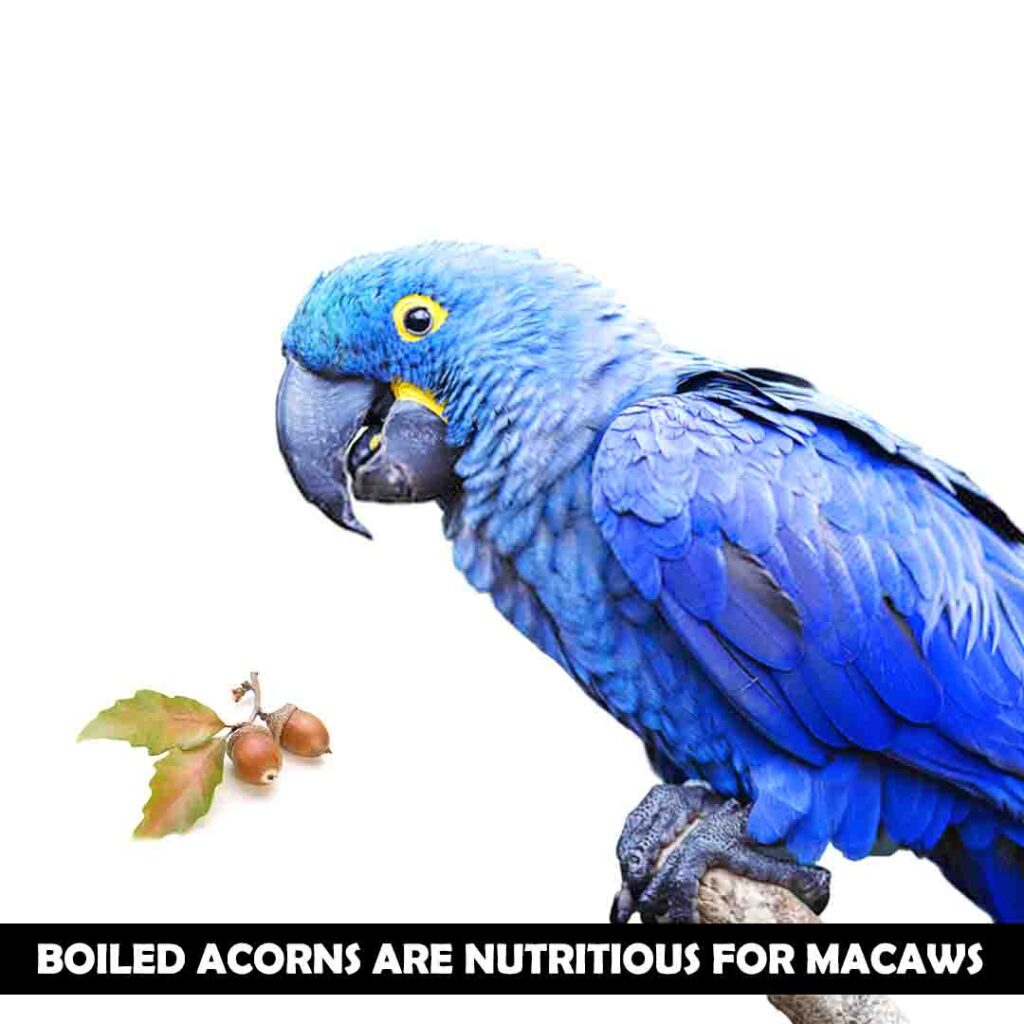 Nutritional benefits of soaked and boiled acorns for macaw