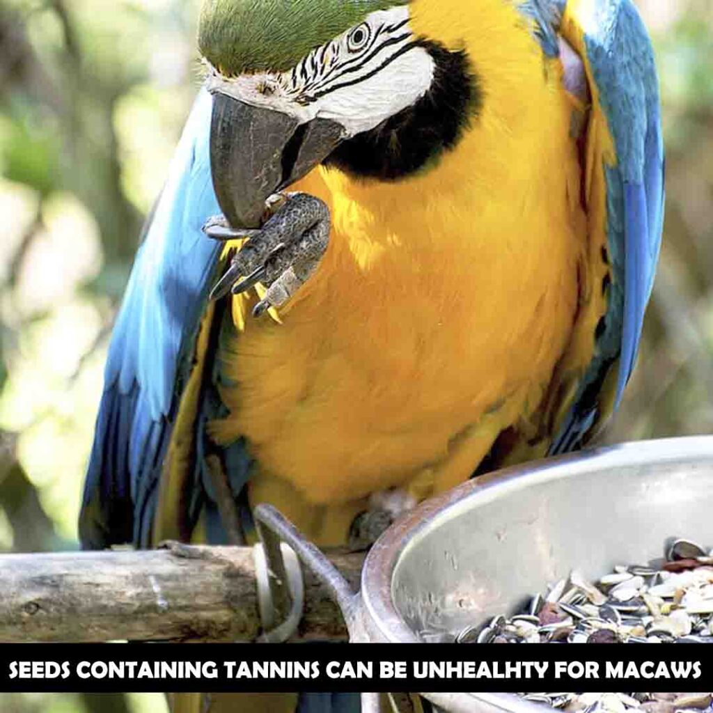 Nuts for macaws