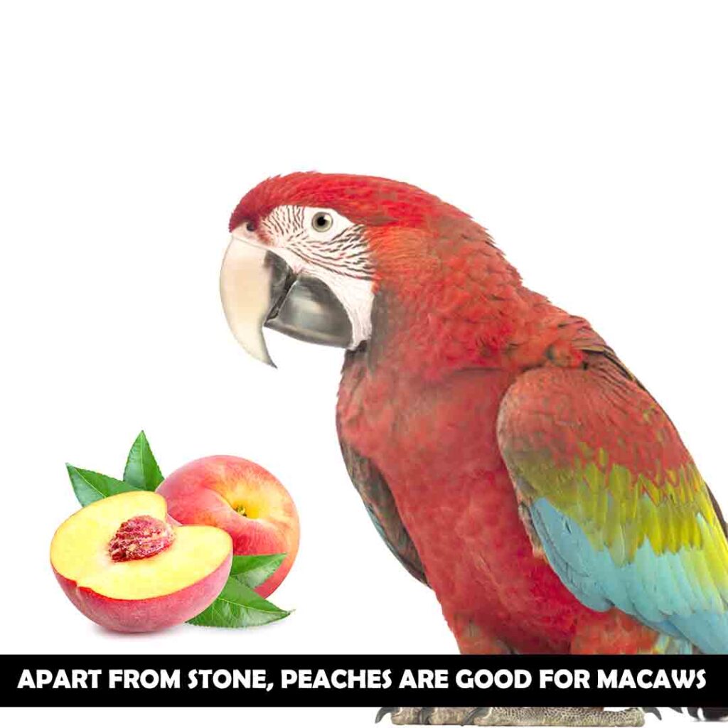 Peaches for macaw