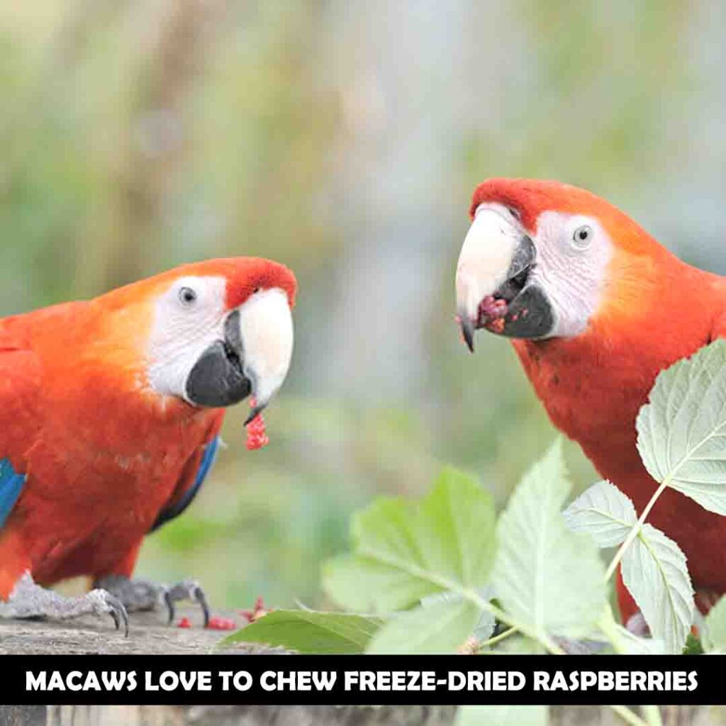 Raspberries are good for macaws