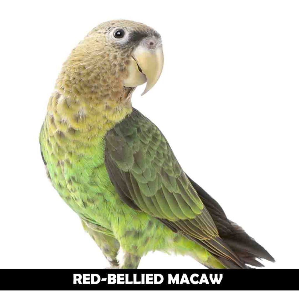 Red-Bellied macaw