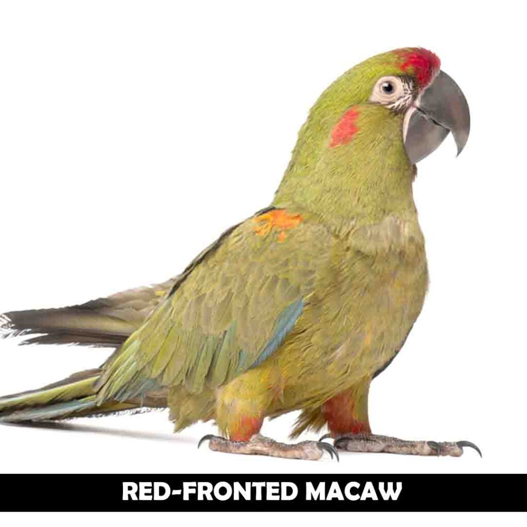Red Fronted macaw
